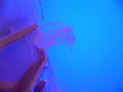 jellyfish, melbourne aquarium