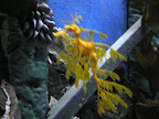 sea horse, melbourne aquarium