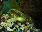 sea horse, melbourne aquarium