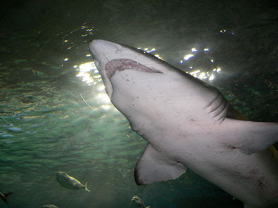 shark teeth, melbourne aquarium