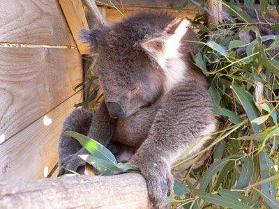 koala, animal sanctuary