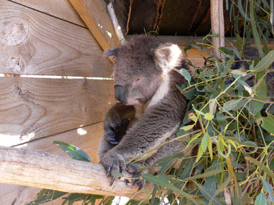 koala, animal sanctuary