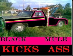 BLACK MULE KICKS ASS