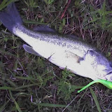 Solid bass caught on a Chartreuse Sea Devil