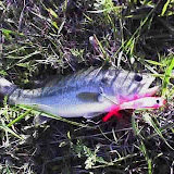 The first bass caught on a SOLO.  Colt Clary caught this one on the Pink SOLO