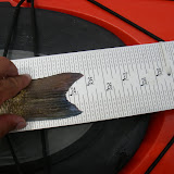 A solid red caught on the new Plumtreuse color