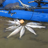 A very nice stringer of trout from Charlie caught on Brown Lures