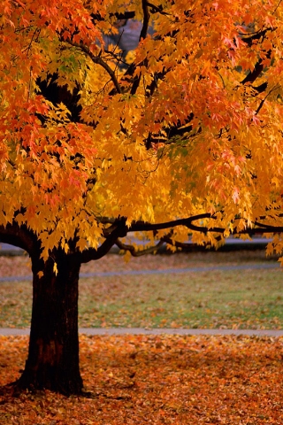 iPhone Wallpapers Scenic Autumn.jpg IPhoneWallpapers - http://henku.info