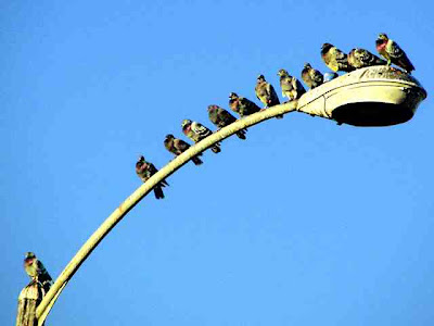 Not Quite 20 Birds