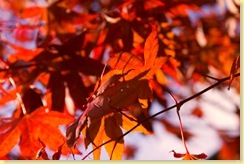Autumn Leaves