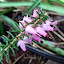 winter flowering Heather