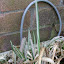 scrappy varigated grass in a tub