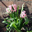 Common (and somewhat vulgar) Hyacinth 'Pink Pearl'