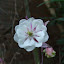 Columbine