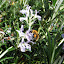 Experimental Rosemary bush (in memorium May 00 - Oct 07)