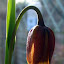 Fritillary, Fox's Grape