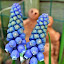 Grape Hyacinth