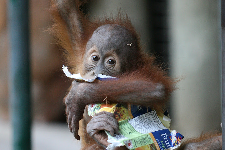 IMAGE: http://lh6.google.com/JoesphElliott/RokVfGncJnI/AAAAAAAAAT4/BmPt1CrubWo/IMG_0114.JPG?imgmax=720