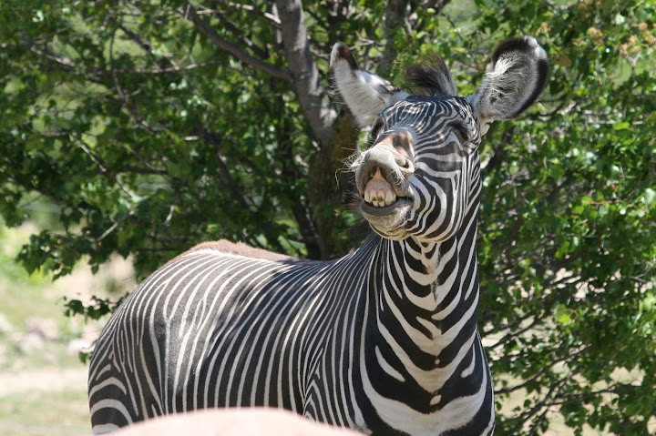 IMAGE: http://lh6.google.com/JoesphElliott/RokVsGncJsI/AAAAAAAAAUg/3XXsAfAFt2c/IMG_0278.JPG?imgmax=720