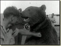 _44380176_bear1_203