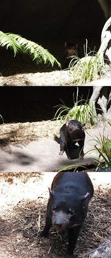 AustraliaZoo_24_10_2007td_small