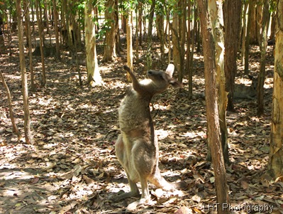 AustraliaZoo_24_10_2007 194