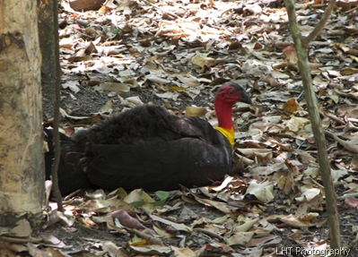 AustraliaZoo_24_10_2007 192