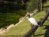 ibis at hervey bay1