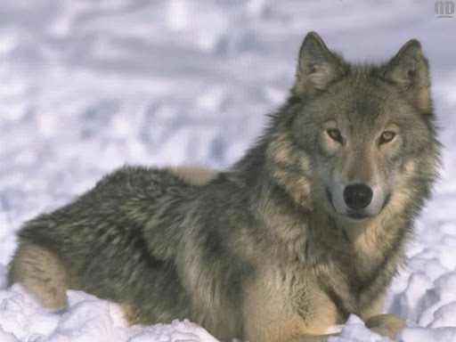 http://lh6.google.com/LisaSmirnoff/RtmoNbKXkhI/AAAAAAAABfw/F_3fdicn8AU/wolf.jpg?imgmax=512