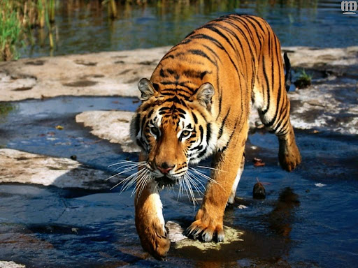 http://lh6.google.com/LisaSmirnoff/RtmoZbKXkkI/AAAAAAAABgI/n-OJaChL6iE/tiger.jpg?imgmax=512