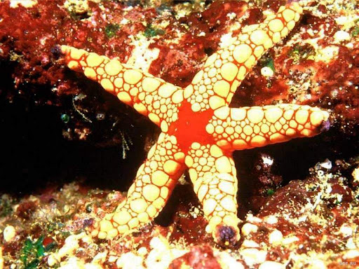 http://lh6.google.com/LisaSmirnoff/RtnVbbKXocI/AAAAAAAACAs/HWfxs6Id0TI/sea-star.jpg?imgmax=512