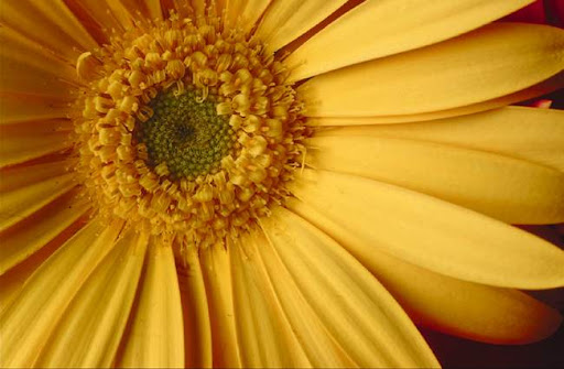 http://lh6.google.com/LisaSmirnoff/Rto-TLKXq7I/AAAAAAAACUw/Kc-eVUX9_q4/Flower.jpg?imgmax=512