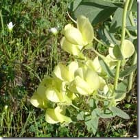 flowers-004