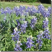 flowers-005