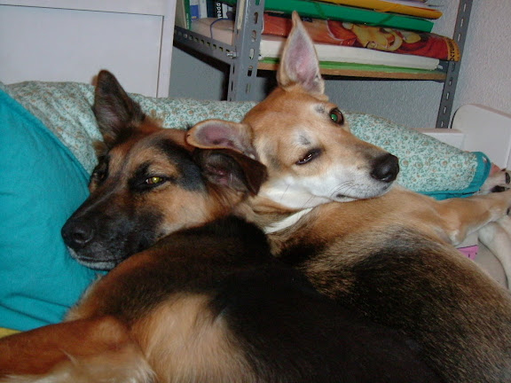 Mis zorras
