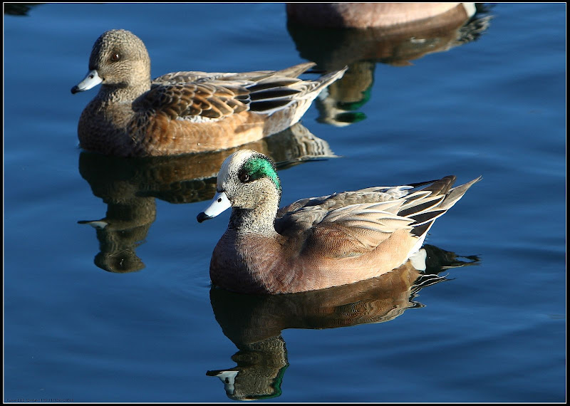 IMAGE: http://lh6.google.com/MattsProPhoto/R3nvVc13c7I/AAAAAAAAAok/h_vqQKBE6WY/s800/6K4K1388%20Duck%20Crop.jpg