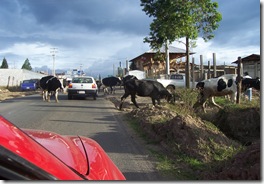 cows in street2