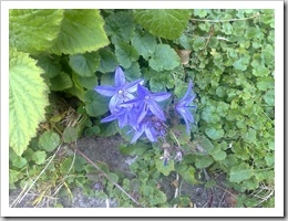 Flower Closeup