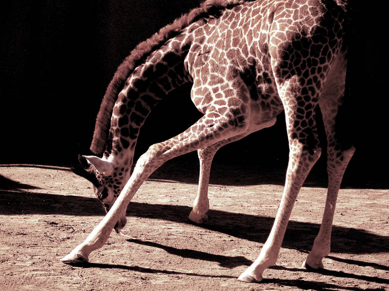 giraffe; click for previous post