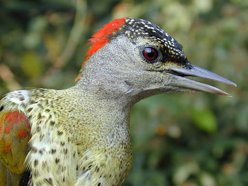 Tullberg%27s%20Woodpecker%20female%20dec%2005.jpg?imgmax=512 (44129 bytes)