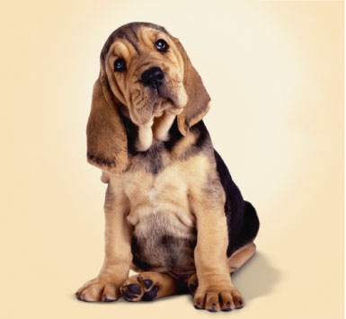 doggy