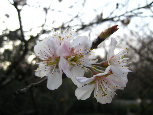 http://lh6.google.com/anikox/R-BsTCBpOKI/AAAAAAAABm0/qnoCPQEd9KE/IMG_2012.JPG?imgmax=512