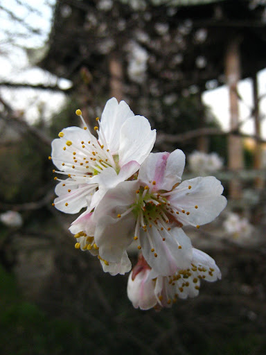 http://lh6.google.com/anikox/R-BsVCBpONI/AAAAAAAABnM/f7Ar4MWw8cI/IMG_2015.JPG?imgmax=512