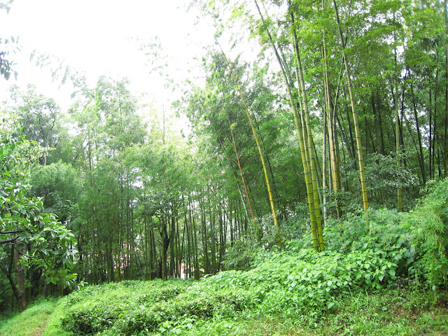 http://lh6.google.com/anikox/RtQWAGLJl7I/AAAAAAAAAyU/6xZ2mU-aNP8/IMG_0920.JPG?imgmax=640