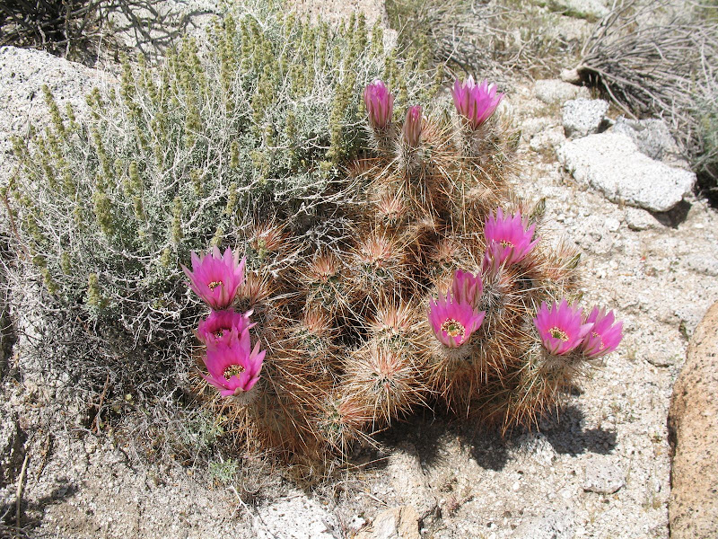 HedgeHog Cactus in Anza Borrego