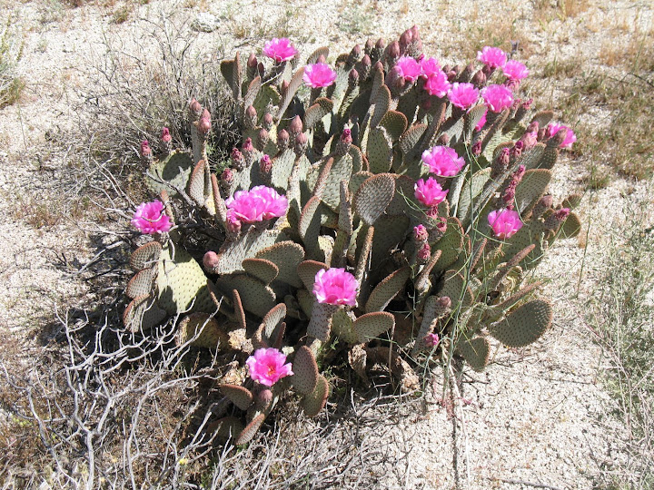 Beavertail Cactus Blooms in Rockhouse Canyon - Anza Borrego