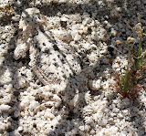Flat-Tailed Lizard in Rockhouse Canyon - Anza Borrego
