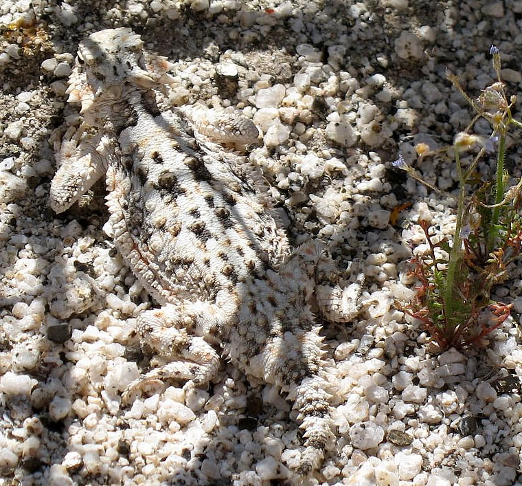 Horned Toad aka flat-tailed horned lizard in Anza Borrego RockHouse Canyon