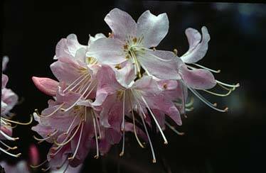 R. vaseyi R. vaseyi