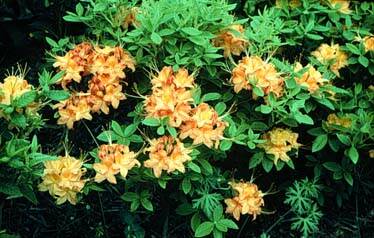 R. calendulaceum R. calendulaceum